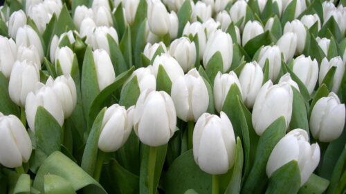 Tulips, Flowers, White, Spring Wallpapers Free Download