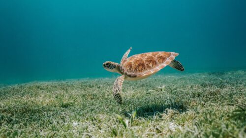 Turtle, Sea, Water Wallpapers Free Download