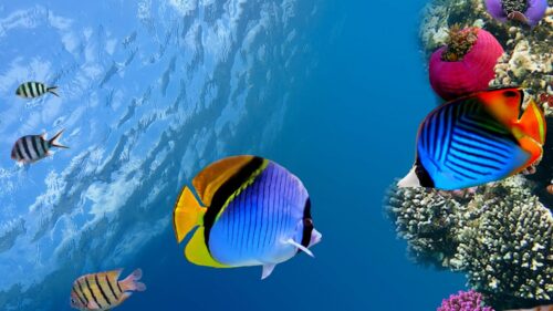 Under, Water, Fish, Sea, Ocean Wallpapers Free Download