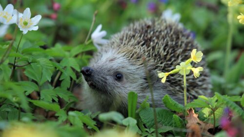 Urchin, Spines, Grass, Flowers Wallpapers Free Download