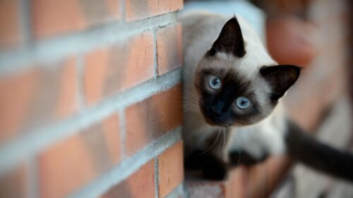 Wall, Brick, Cat, Siamese Full HD Wallpapers Free Download