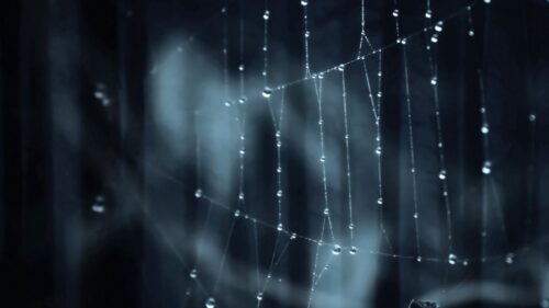 Web, Shadow, Glare HD Wallpapers Free Download