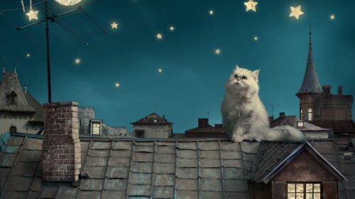 White, Persian, Cat, Kitten, Fairy, HD Wallpapers Free Download