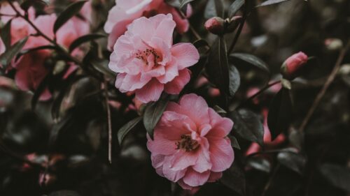 Wild, Rose, Bush, Pink, Flowers HD Wallpapers Free Download