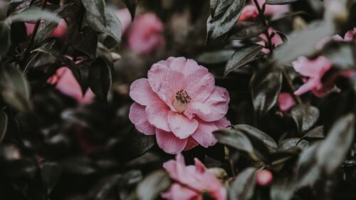 Wild, Rose, Flower, Bush HD Wallpapers Free Download