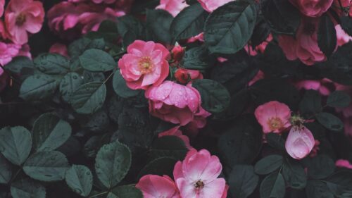 Wild, Rose, Rose Bush HD Wallpapers Free Download