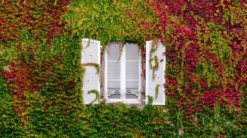 Window, Foliage, Facade HD Wallpapers Free Download