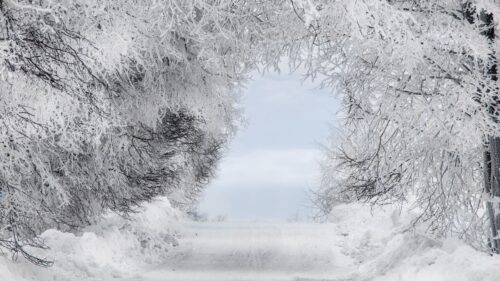 Winter, Snow, Forest HD Wallpapers Free Download