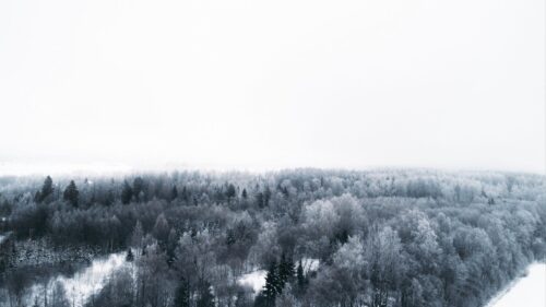 Winter, Trees HD Wallpapers Free Download