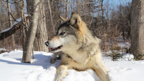 Winter Wolf, Predator Wallpapers Free Download