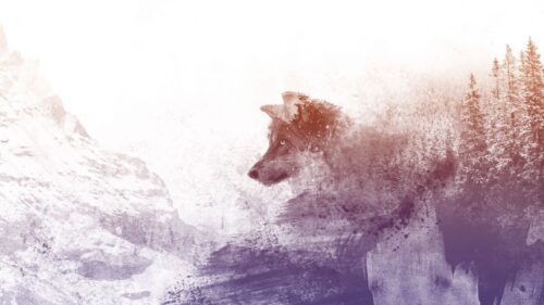 Wolf, Art, Photoshop HD Wallpapers Free Download