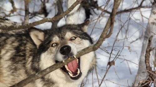 Wolf, Branch, Teeth, Dog, Predator HD Wallpapers Free Download