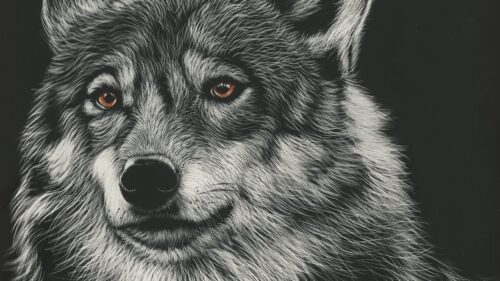 Wolf, Drawing, Art HD Wallpapers Free Download