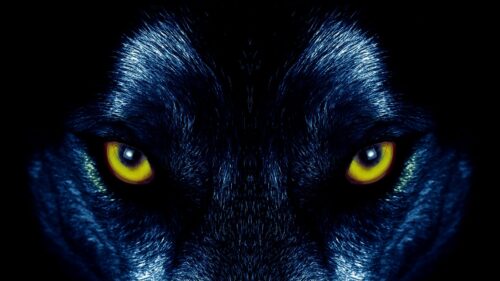 Wolf, Eyes, Predator HD Wallpapers Free Download