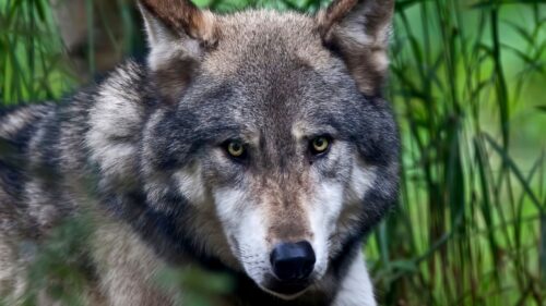 Wolf, Face, Color, Predator HD Wallpapers Free Download