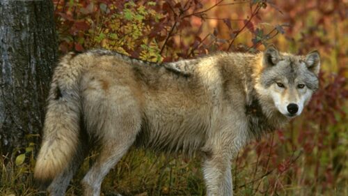 Wolf, Forest, Autumn, Tree HD Wallpapers Free Download