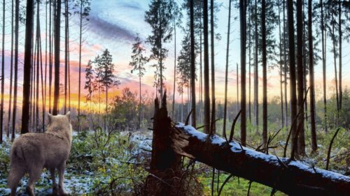 Wolf, Forest, Solitude HD Wallpapers Free Download