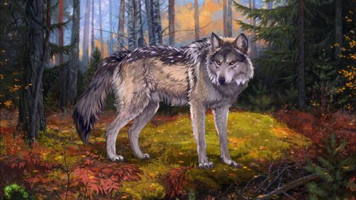 Wolf, Gray, Forest HD Wallpapers Free Download