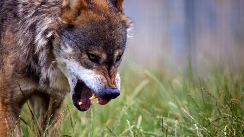 Wolf, Grin, Predator HD Wallpapers Free Download