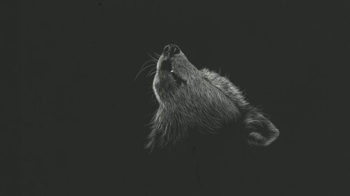 Wolf, Howl, Art HD Wallpapers Free Download