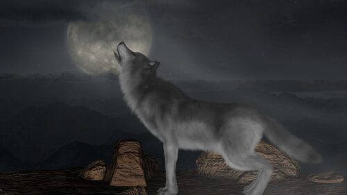 Wolf, Howl, Moon HD Wallpapers Free Download