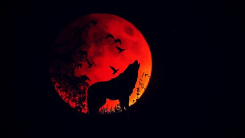 Wolf, Howl, Silhouette HD Wallpapers Free Download