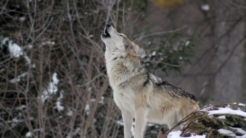Wolf, Howling, Snow, Forest HD Wallpapers Free Download