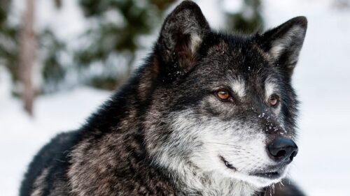Wolf, Muzzle, Eyes, Predator HD Wallpapers Free Download