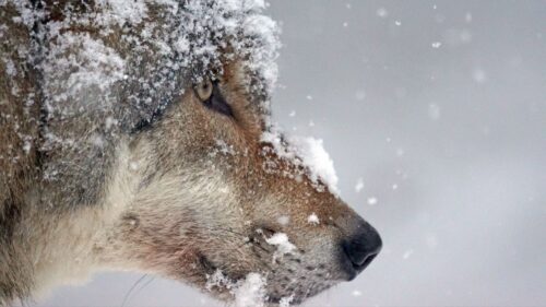 Wolf, Muzzle, Snow, Predator HD Wallpapers Free Download