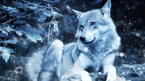 Wolf, Photoshop, Predator HD Wallpapers Free Download