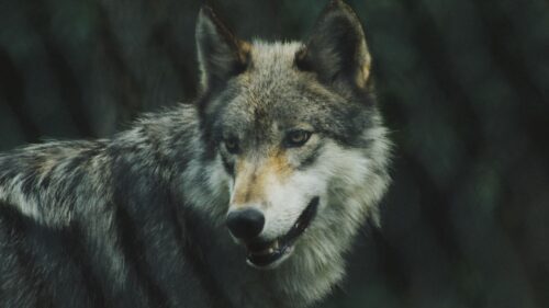 Wolf, Predator, HD Wallpapers Free Download
