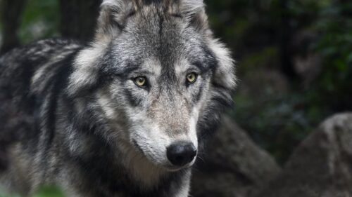Wolf, Predator, Muzzle, Look HD Wallpapers Free Download