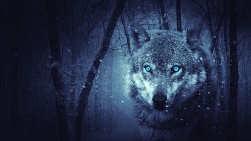 Wolf, Predator, Photoshop, Art HD Wallpapers Free Download