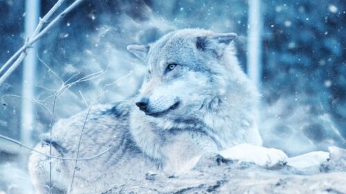 Wolf, Predator, Photoshop, Look HD Wallpapers Free Download