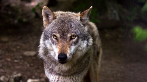 Wolf, Predator, Snout, Eyes HD Wallpapers Free Download