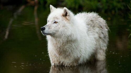 Wolf, Predator, Water HD Wallpapers Free Download