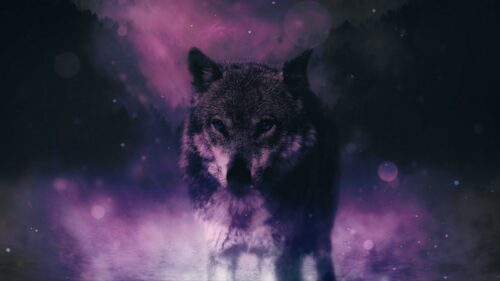 Wolf, Predator, Wildlife HD Wallpapers Free Download