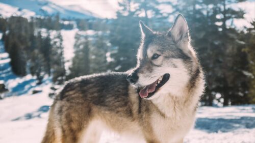 Wolf, Predator, Winter HD Wallpapers Free Download