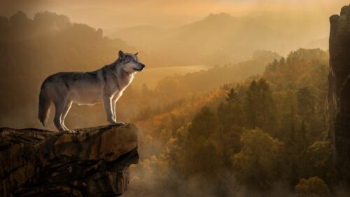 Wolf, Rock, Precipice, Predator HD Wallpapers Free Download