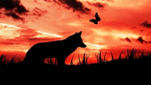 Wolf, Silhouette, Dark Wallpapers Free Download