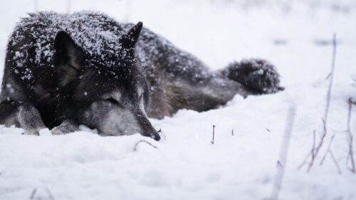 Wolf, Snow, Blizzard, Cold Wallpapers Free Download