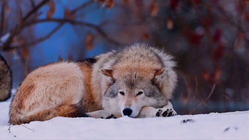 Wolf, Snow, Lying, Cold, Forest Wallpapers Free Download
