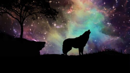 Wolf, Starry, Sky, Silhouette, Art Wallpapers Free Download