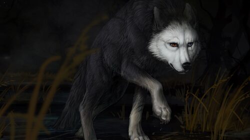 Wolf, Water, Darkness Wallpapers Free Download