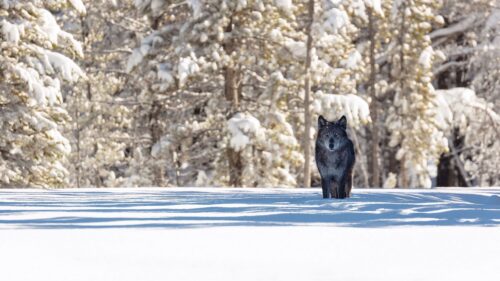 Wolf, Winter ,Forest Wallpapers Free Download