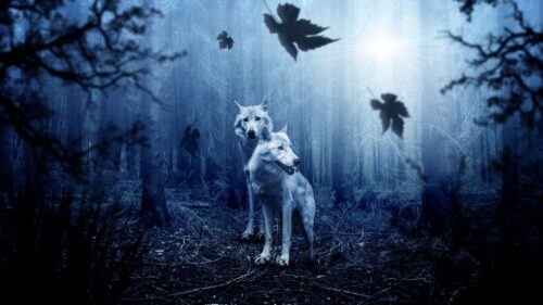 Wolves, Predators, Forest, Photoshop Wallpapers Free Download