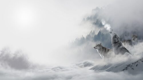 Wolves, Predators, Snow Wallpapers Free Download