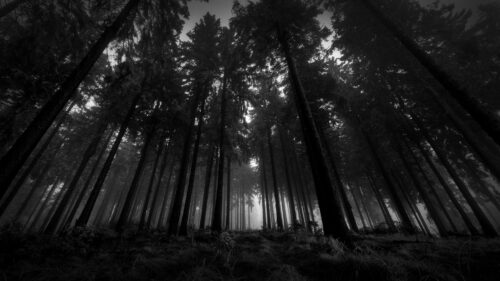 Wood, Black and White, From, Below Wallpapers Free Download