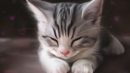 Wool, Fur, Whiskers, Muzzle, Paws Wallpapers Free Download