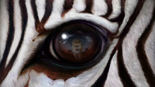 Zebra Eye, Reflection Wallpapers Free Download